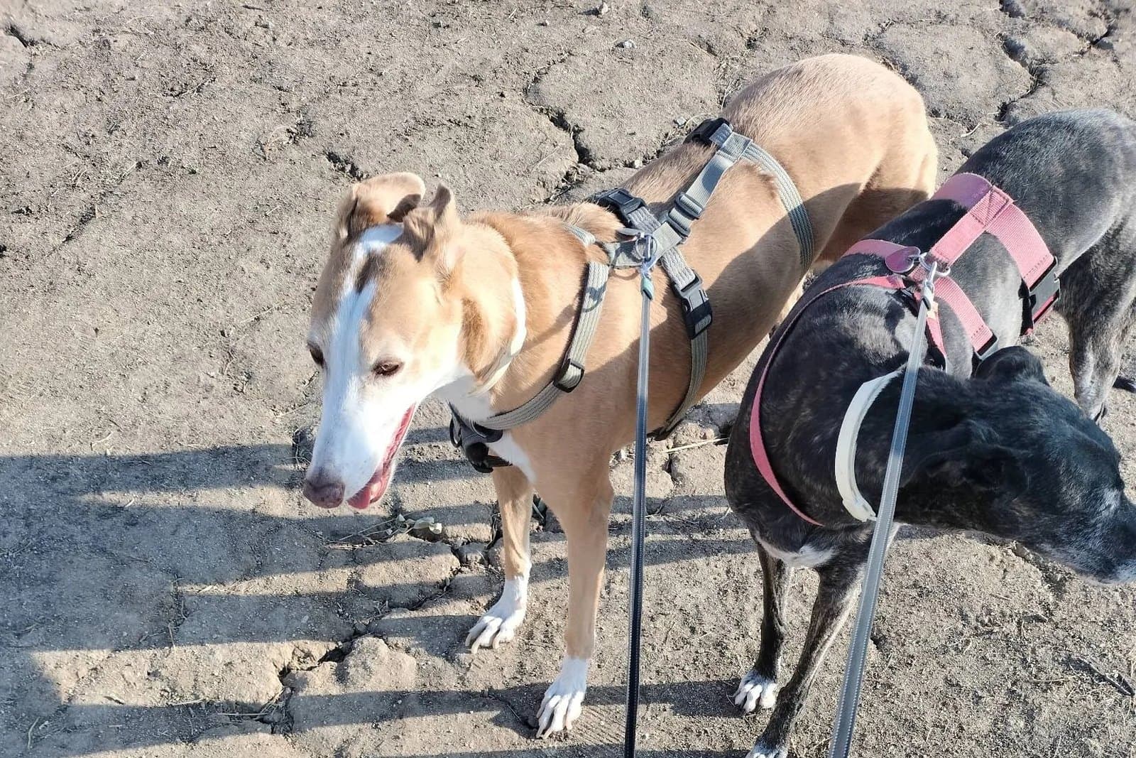 Paseador con las correas de varios perros durante un paseo